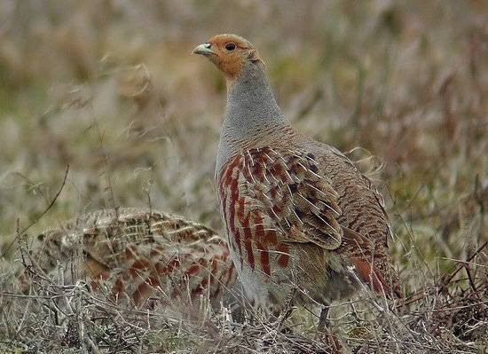 Starna - Perdix perdix